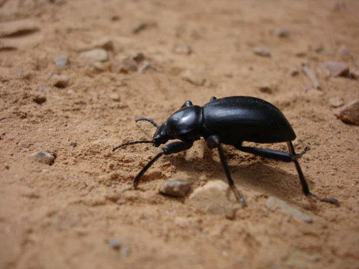 a black beetle on a sandy surface