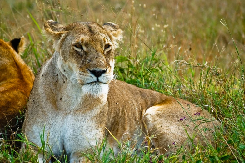 a couple of lions that are in the grass