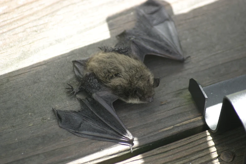 a bat that is laying on the ground