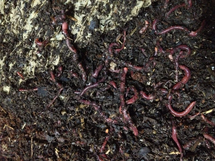 brown worms in dirt on top of rocks