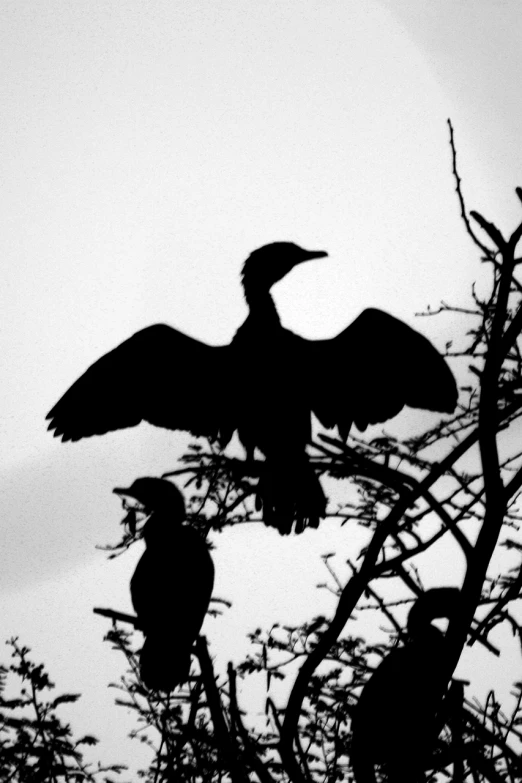 black and white pograph of birds sitting on top of nches