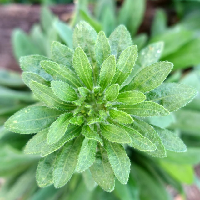 a small flower with some large green leaves