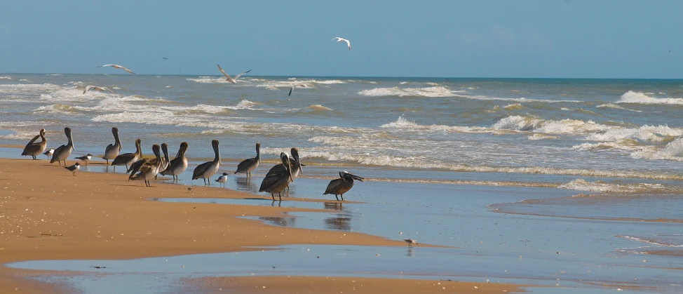 the birds are standing on the beach while they are on a sunny day