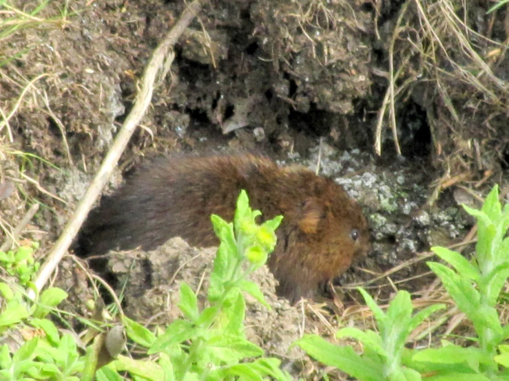 a beaver peeks around the ground near a small mound of dirt