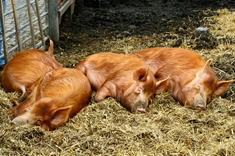 three pigs lie together on some hay by their feeding box