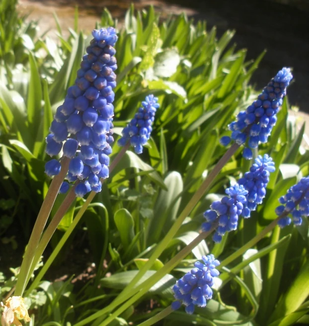 several flowers blooming next to each other in a garden