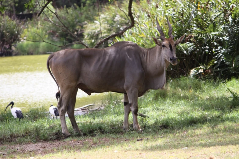 an animal standing in a grassy field near the water