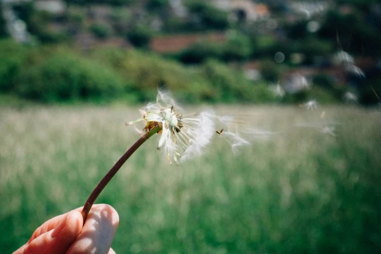 a hand holding a dandelion next to a field