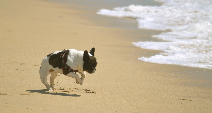a black and white dog runs on the beach