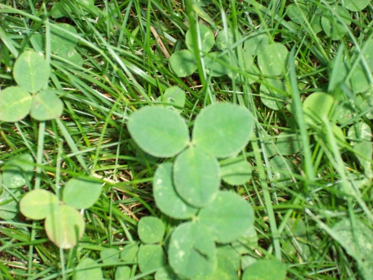 clovers sit in the grass on a sunny day