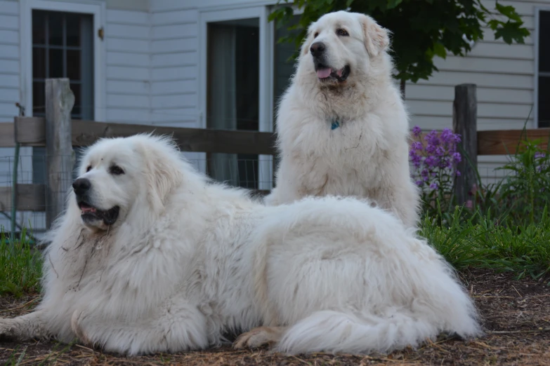 two fluffy dogs sitting down in the yard