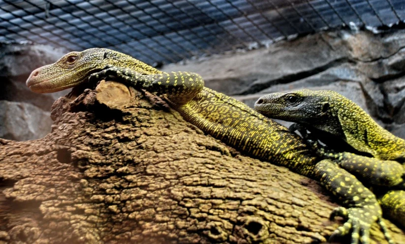 some large lizards sitting on top of a wooden piece