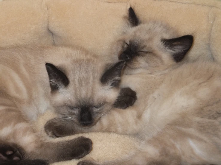 a couple of cats laying on top of a bed