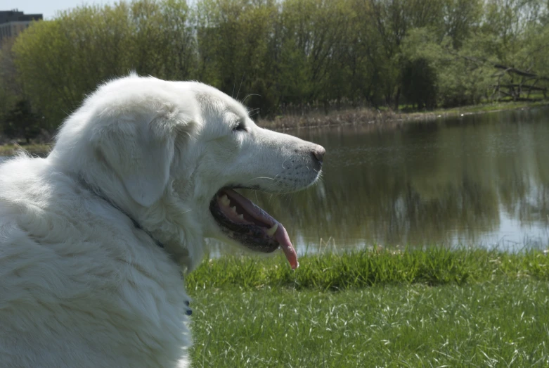 a white dog with it's tongue out in a grassy field near a river