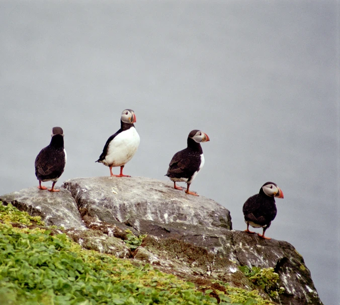 three puffins are standing on top of a rock