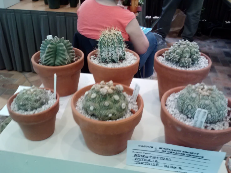 a number of small plants in a display