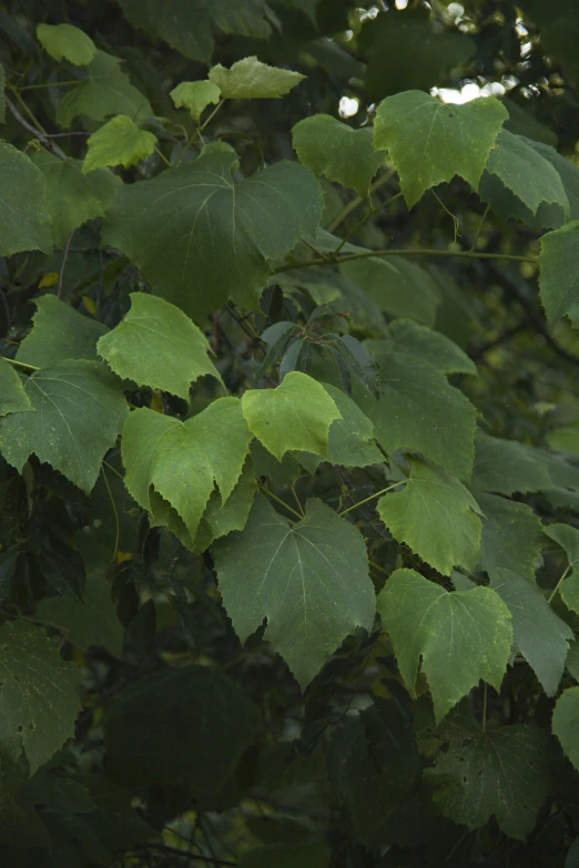 large green leaves covering a forest with leaves