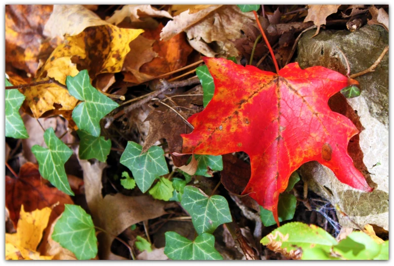 a single leaf lays on the ground among leaves