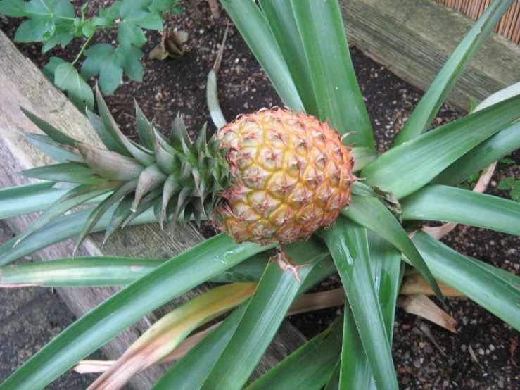 an image of a pineapple growing on a plant