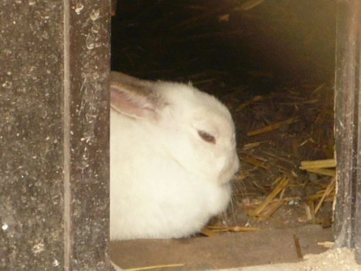 a white bunny sits next to a pile of hay