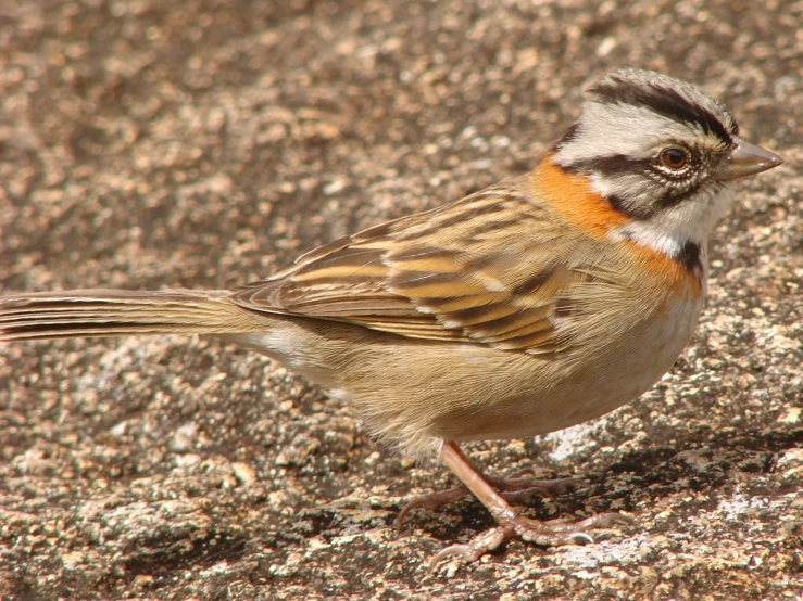 a small brown and orange bird stands on a rock