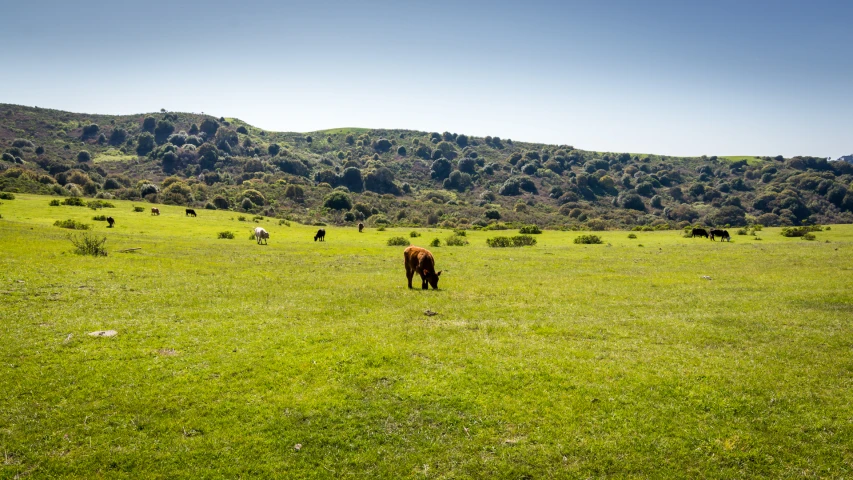 a herd of animals grazing on a lush green field