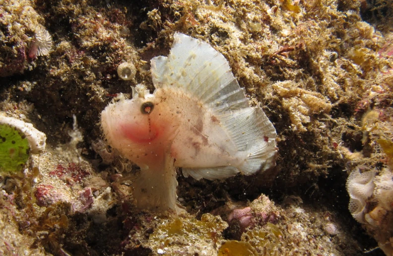 a small sea weed in the rocks on top of the ocean