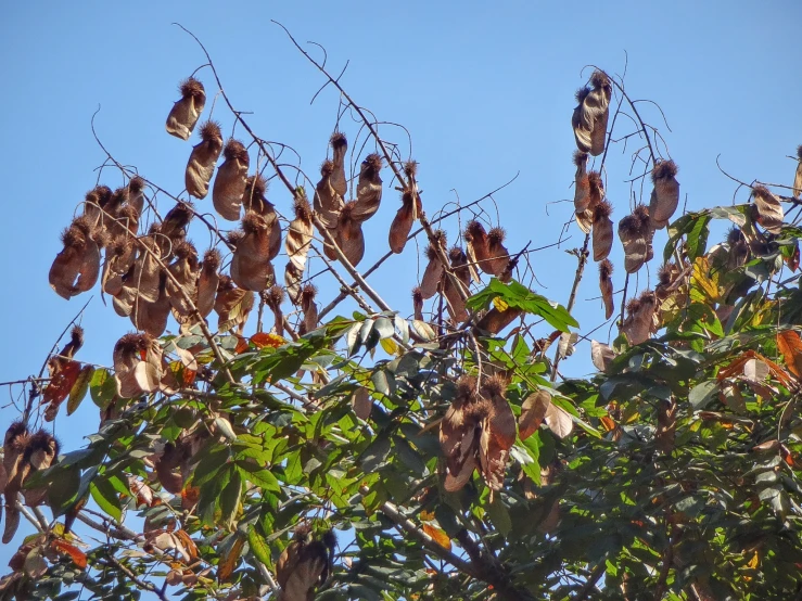 leaves with seeds and seeds attached to them hang from trees