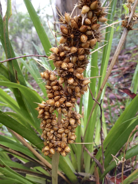 a bunch of fruit that is hanging from a tree