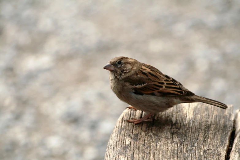 a small bird perched on top of a wooden plank