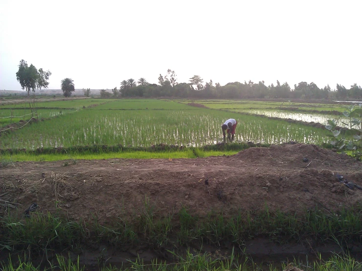 a farmer in a field works on plants