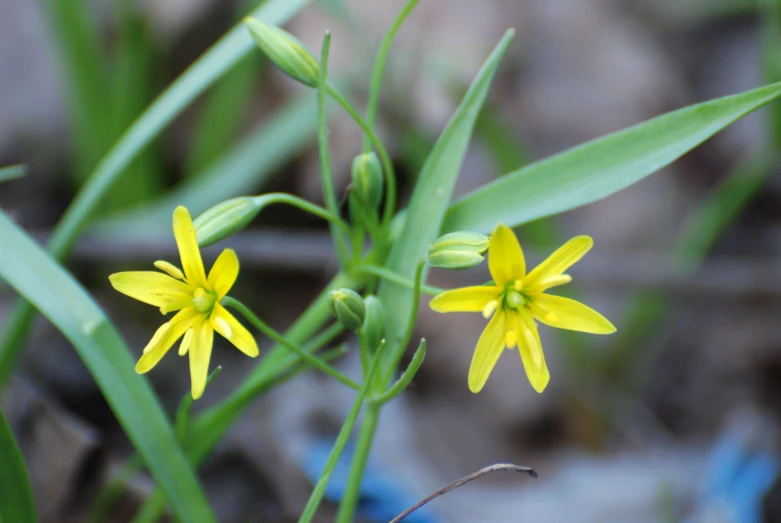 a close up of a plant with yellow flowers