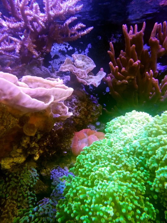 the underwater view shows a variety of green plants and corals