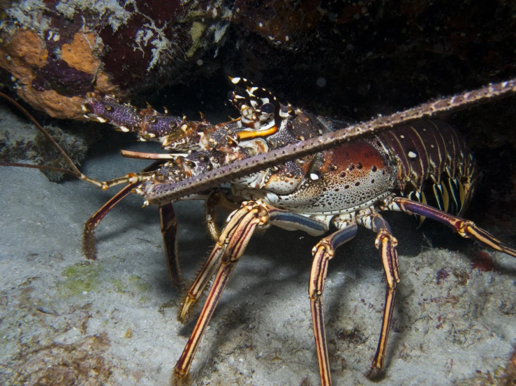 a lobster covered in rust and shells is walking on the water