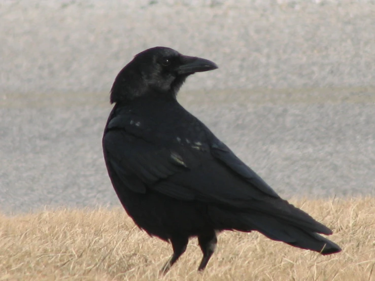 a black bird perched on the ground in tall grass