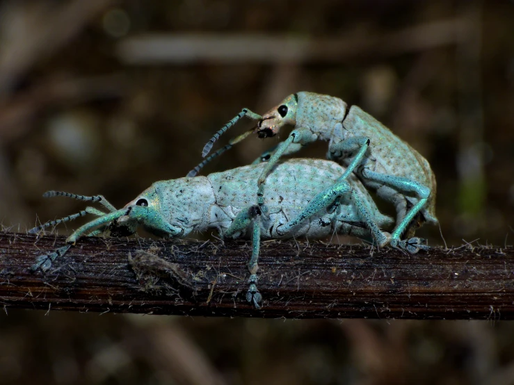 two green and black bugs on top of a piece of wood