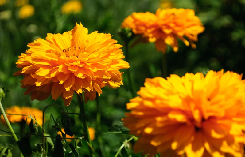 a yellow flower stands in a meadow with green grass