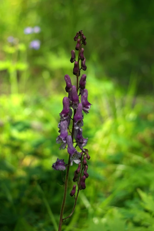 some purple flowers on the nch of a plant