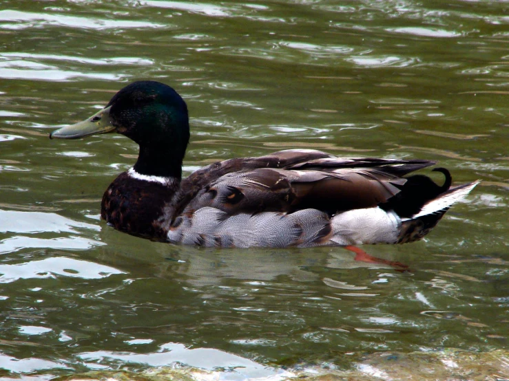 a duck swims in the middle of a lake