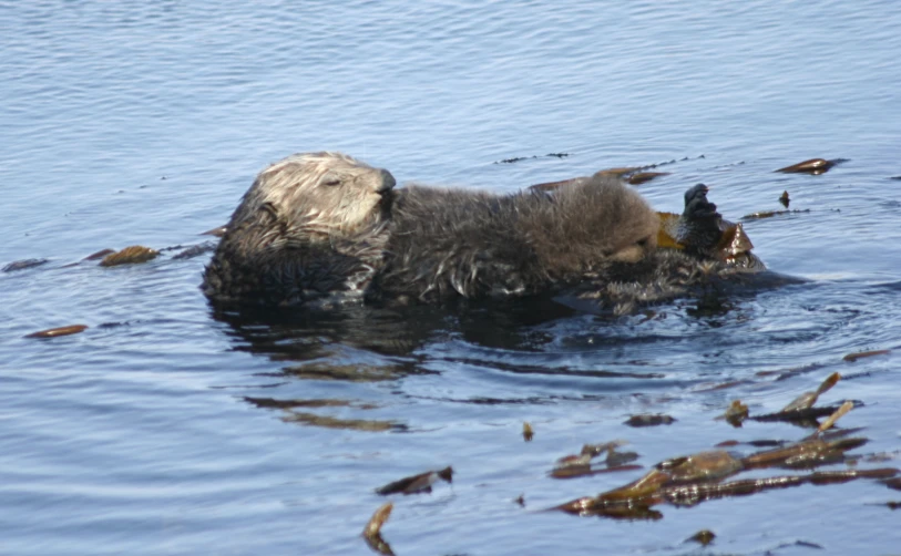 an animal is swimming in the water with his head above it