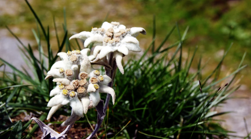 a white flower in a grassy patch with little green leaves