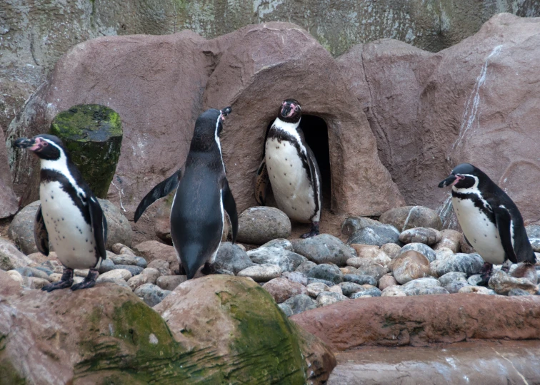 four penguins walk around in an exhibit
