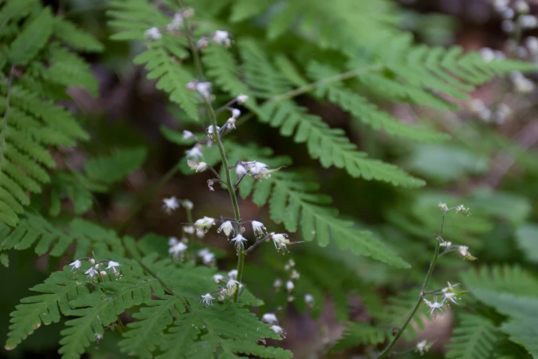 some white flowers and leaves are seen through the lens