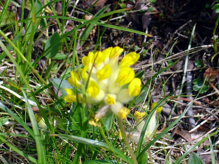 a yellow flower is next to a stalk of grass