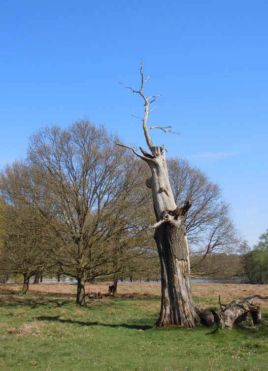 an old tree without any leaves standing in a field with grass