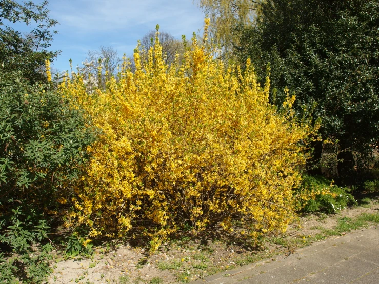 a very colorful yellow bush in front of some bushes