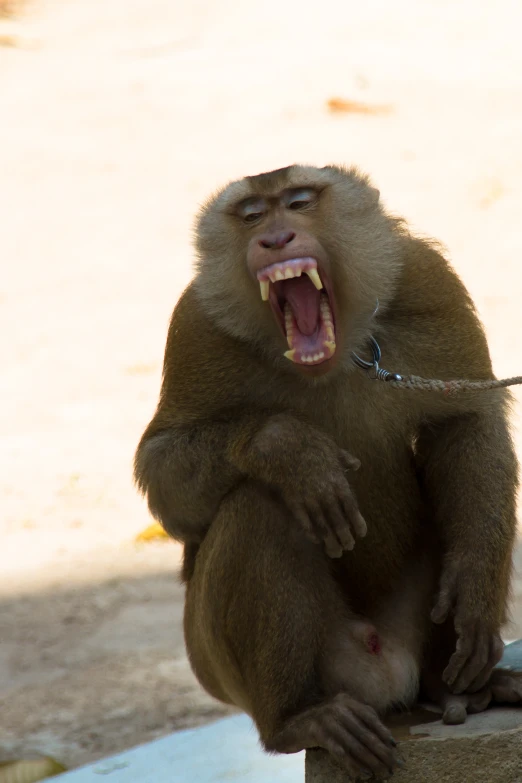 a monkey has its mouth open and is being 