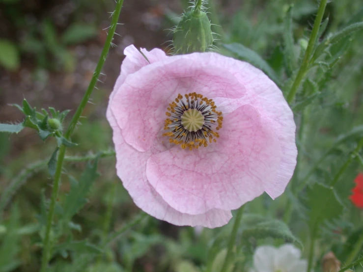 close up of a pink flower with a yellow center