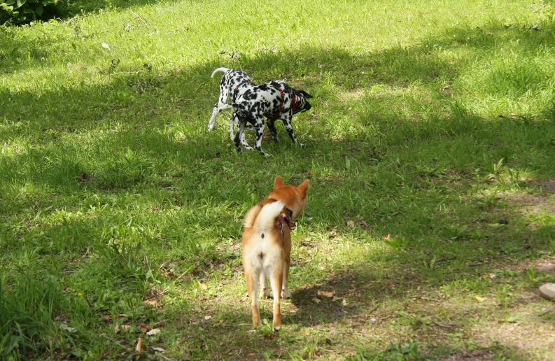 two dogs on grass playing outside with each other