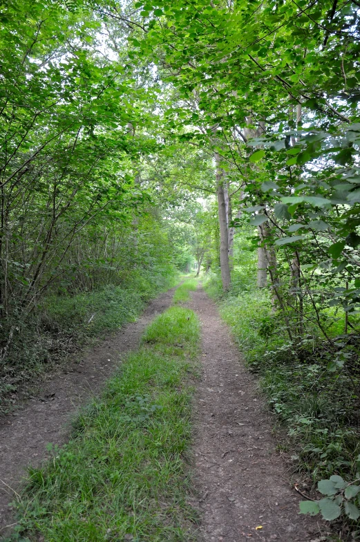 a dirt road running through green leafy woods